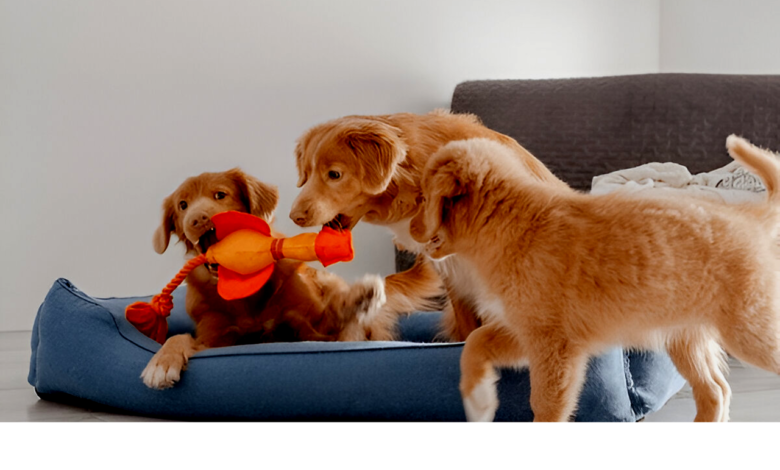 Dog Breeds