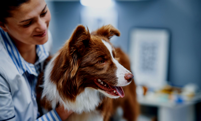 Pet Allergies