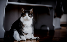 Pet Obesity