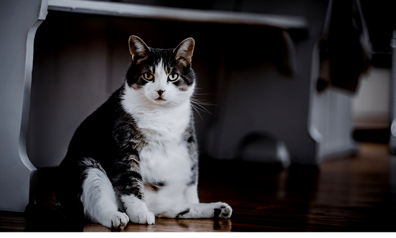 Pet Obesity