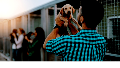 Pet Rescues