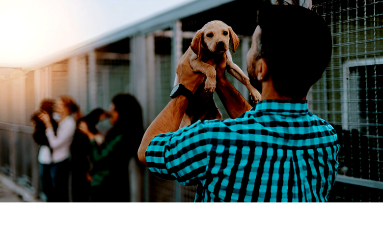Pet Rescues