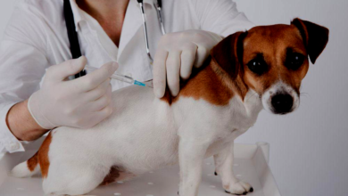 Preventative Care
