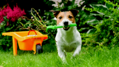 Puppy-Proofing