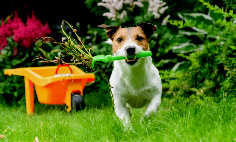 Puppy-Proofing