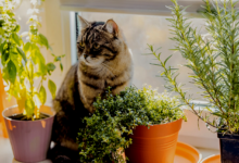Safe Plants