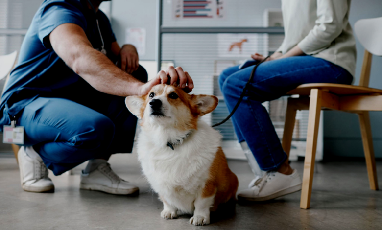 Vet Visits