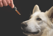 CBD for Pets