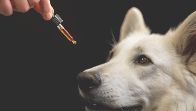 CBD for Pets
