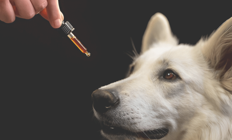CBD for Pets
