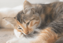 Cat Bored