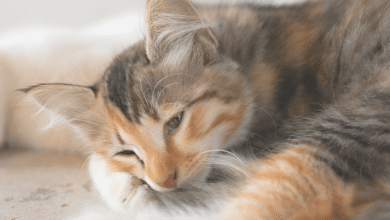 Cat Bored