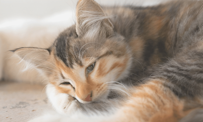Cat Bored