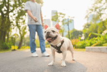 Dog Breeds