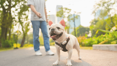 Dog Breeds