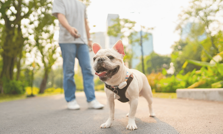 Dog Breeds