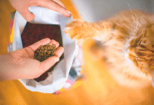 Dry Cat Food