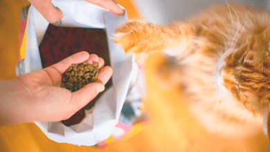 Dry Cat Food