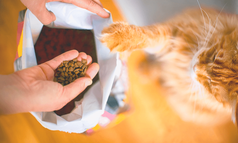 Dry Cat Food