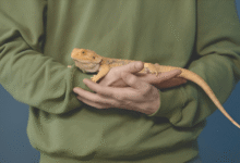 Eco-Friendly Pet Care