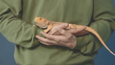 Eco-Friendly Pet Care
