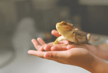 Exotic Pet