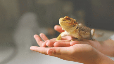 Exotic Pet