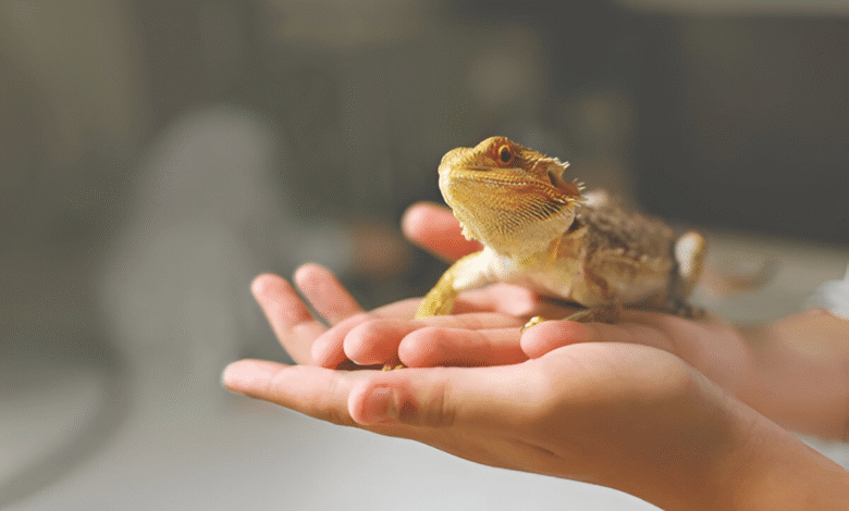 Exotic Pet