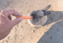 Feed Your Rabbit