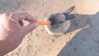 Feed Your Rabbit