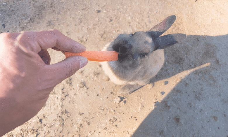 Feed Your Rabbit
