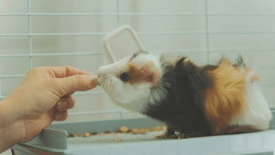 Guinea Pig