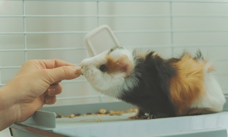 Guinea Pig