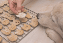 Homemade Dog Food