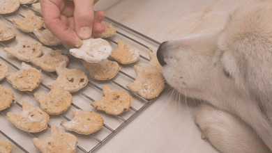 Homemade Dog Food