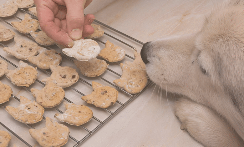 Homemade Dog Food