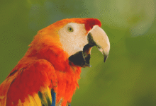 Parrot Talking
