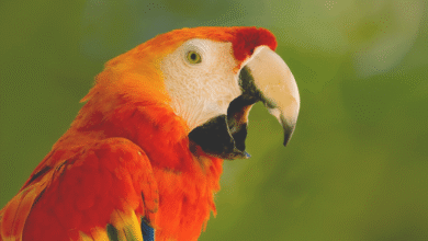 Parrot Talking