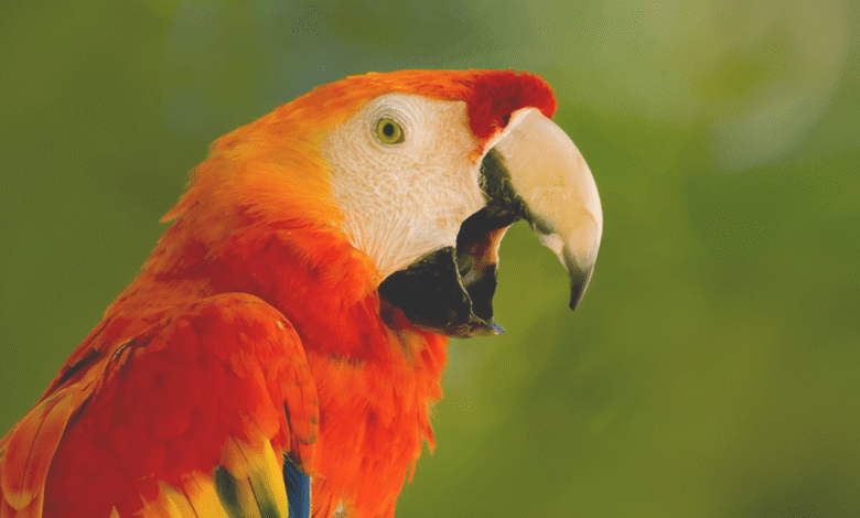 Parrot Talking