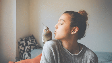 Pet Birds