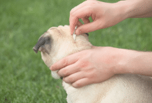 Pet Parasites