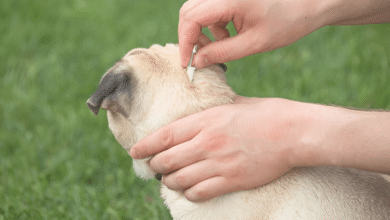 Pet Parasites