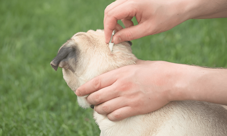 Pet Parasites