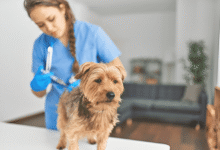 Pet Vaccination
