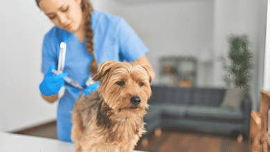 Pet Vaccination